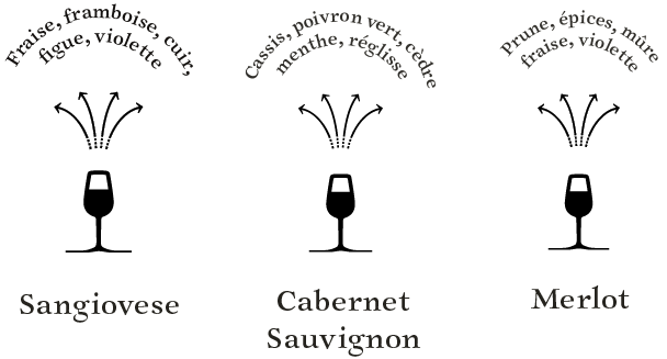 arômes-cépages-Toscane