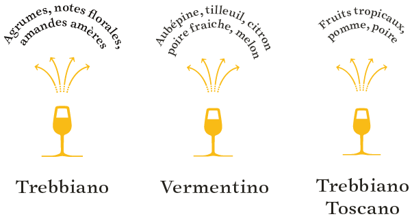 arômes-cépages-blancs-toscane