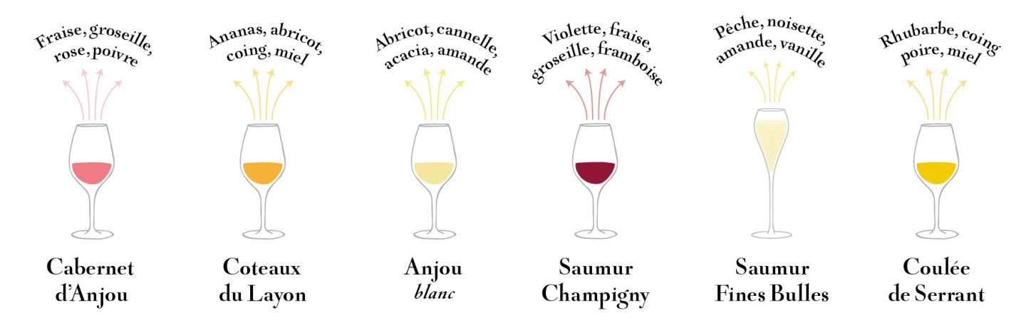 Arômes vin Anjou saumur